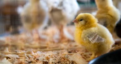 Des poussins dans un élevage.