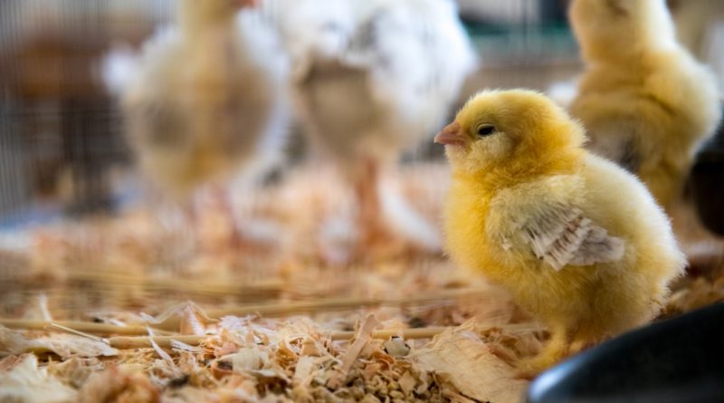 Des poussins dans un élevage.