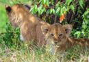 Une lionne et son petit dans la réserve de Maasai Mara au Kenya.