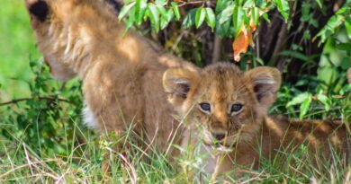 Une lionne et son petit dans la réserve de Maasai Mara au Kenya.