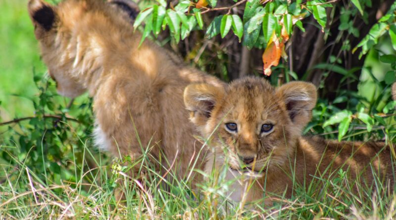 Une lionne et son petit dans la réserve de Maasai Mara au Kenya.